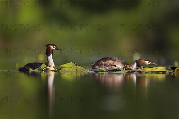 Great crested grebe