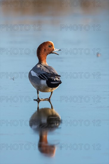 Eurasian Wigeon