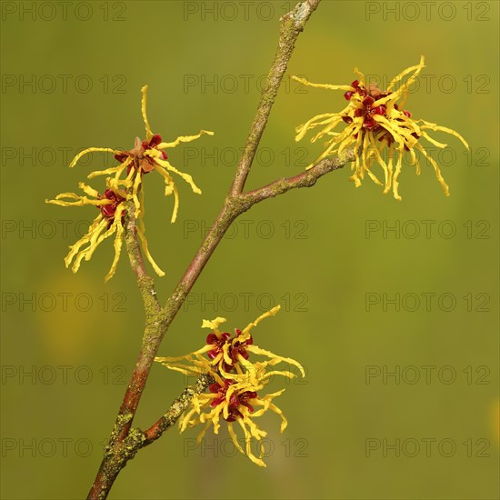 Flowering witch hazel