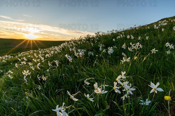 Meadow with white daffodils