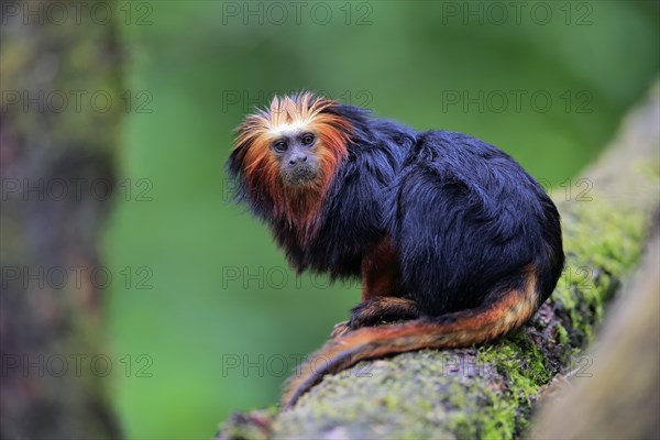 Golden-headed lion tamarin