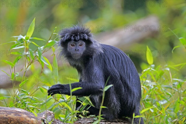 Javan lutung