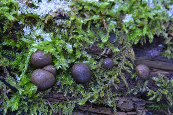 Blood milk mushroom