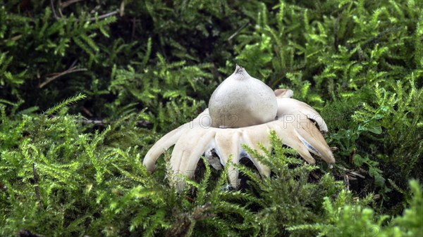 Fringed earthstar