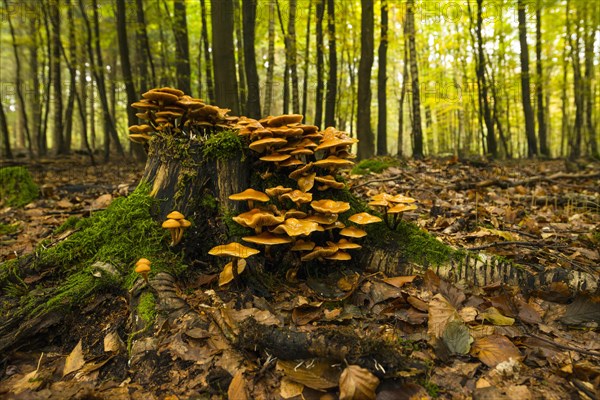 Horseshoe Fungus