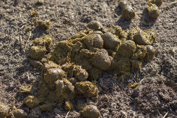 Horse droppings on a horse farm