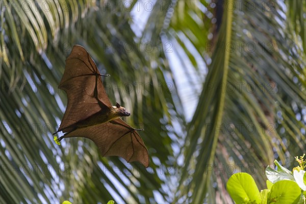 Megabat