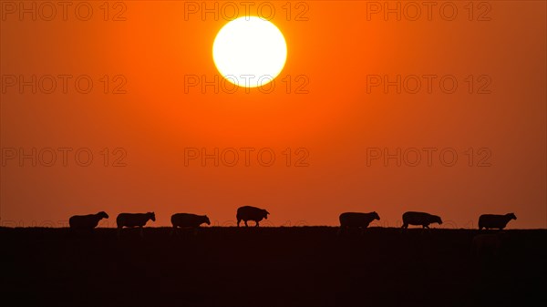 Domestic sheep