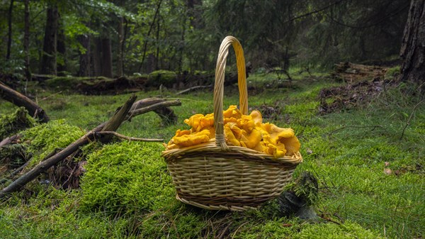 Chanterelle