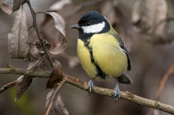 Great tit