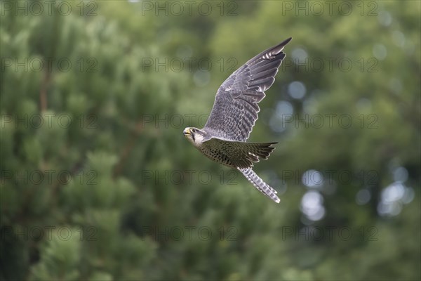 Lanner falcon