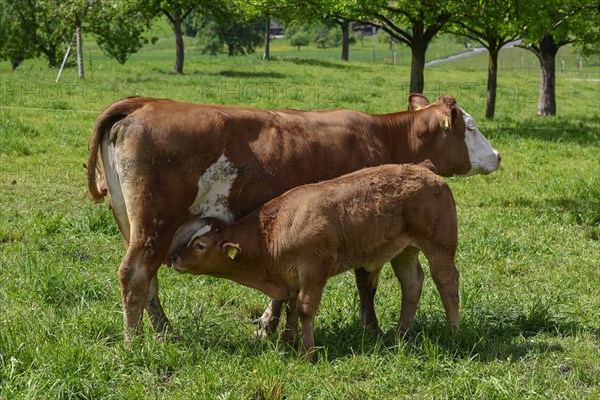 Dairy cow and calf Red spot x Limousin