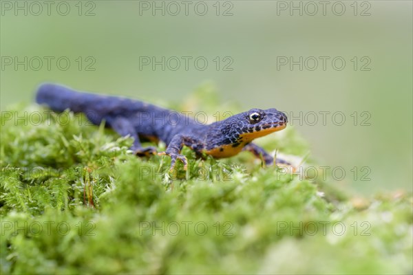 Alpine newt