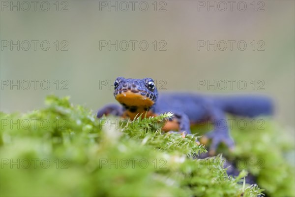 Alpine newt