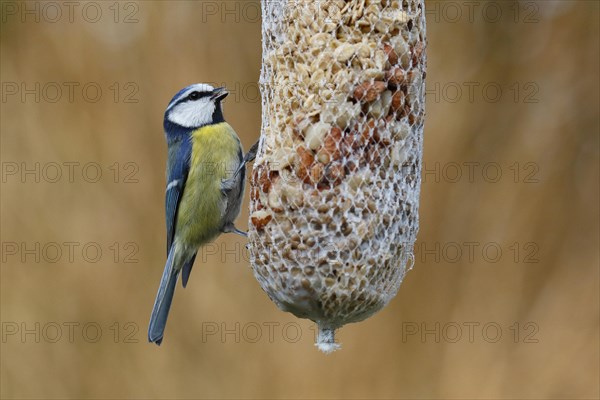 Blue tit