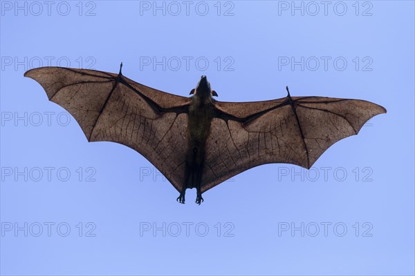 Megabat