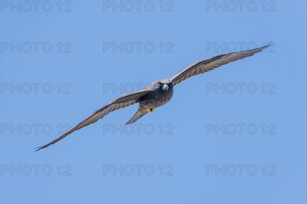 Eleonora's falcon