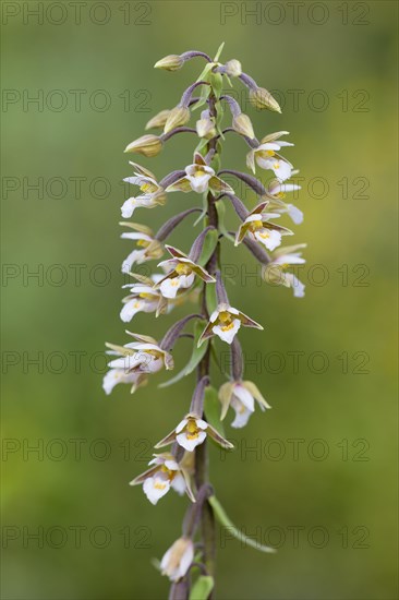 Marsh Helleborine