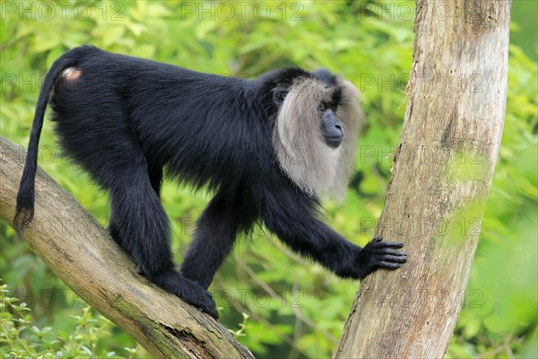 Lion-tailed macaque