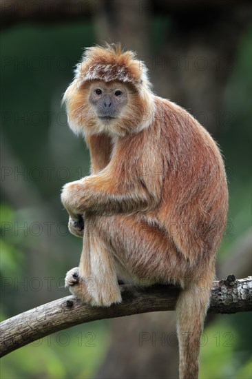 Javan lutung