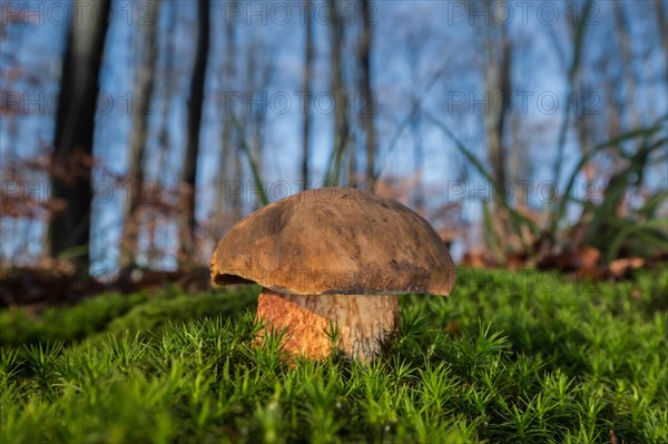 Dotted stem bolete