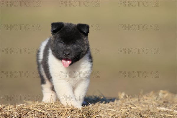 American Akita puppy