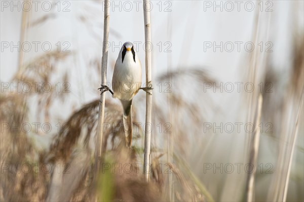 Bearded reedling