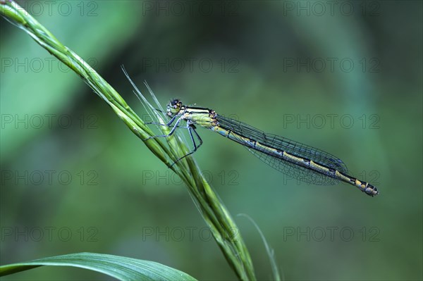 Common blue damselfly