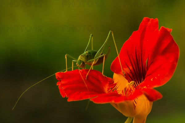 Speckled bush-cricket