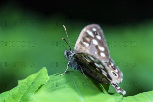 Speckled wood