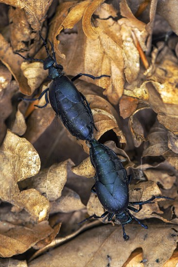 Meloe violaceus