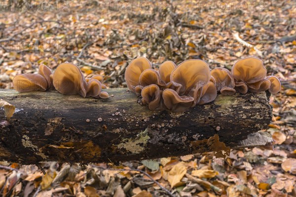 Auricularia auricula-judae