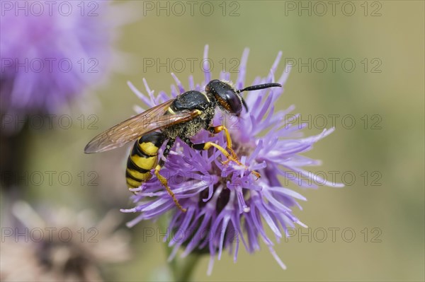 European beewolf