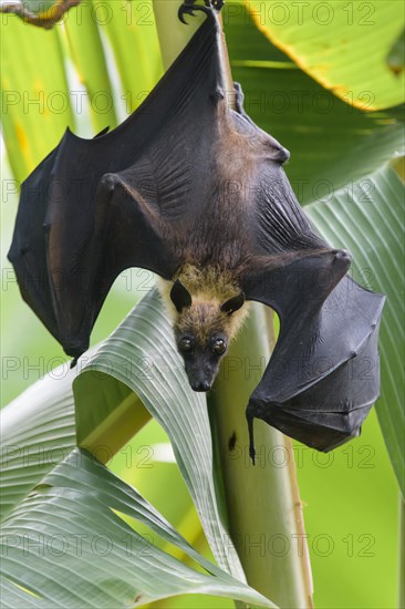 Indian Flying Fox