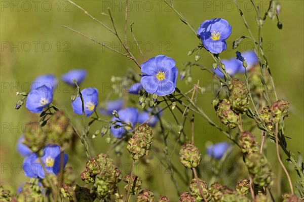 Common flax