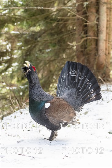 Western capercaillie