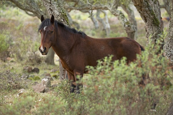 Giara horse