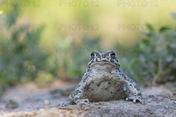 European green toad