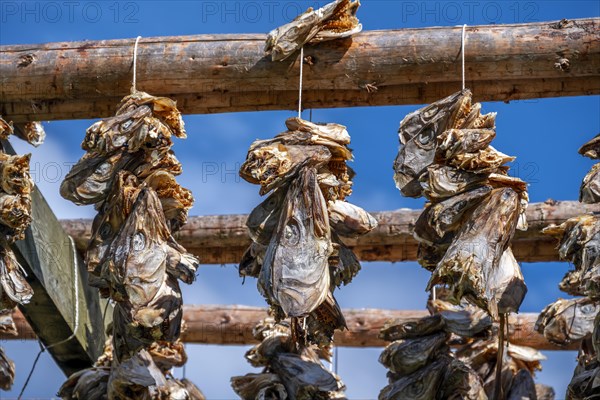 Cod heads drying on wooden rack