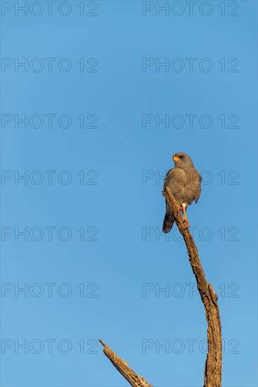 Dark Chanting Goshawk