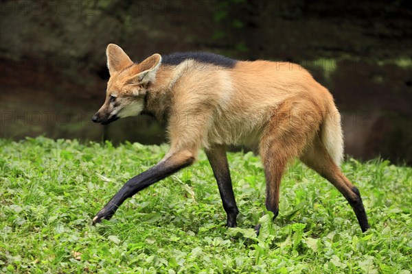 Maned wolf