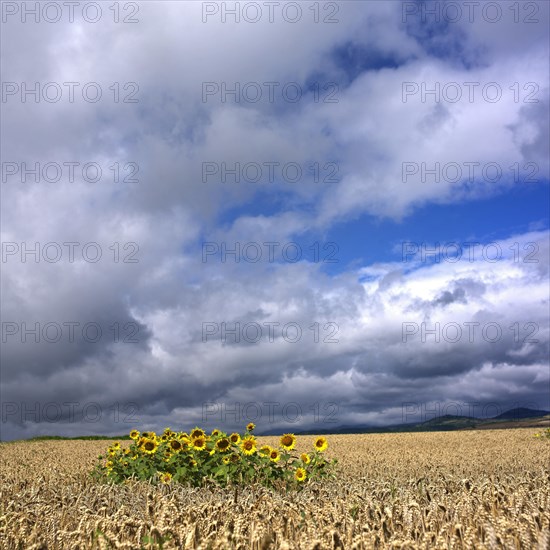 Sunflowers in a field of wheat