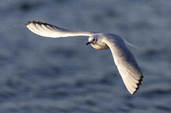 Black-headed gull