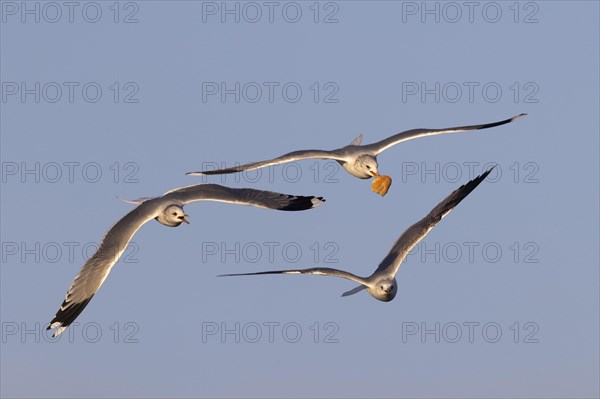 Black-headed gull