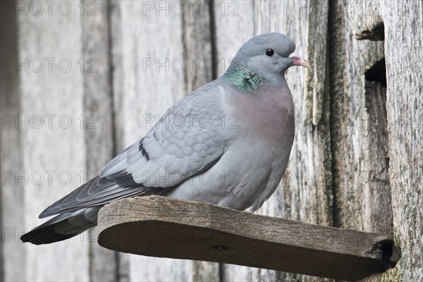 Stock Dove