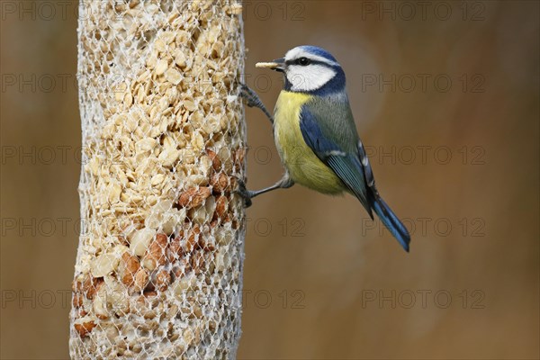 Blue tit