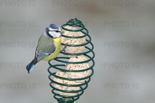 Blue tit