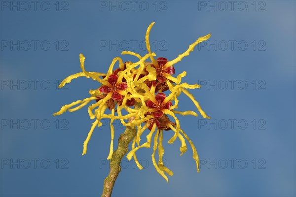 Flowering witch hazel