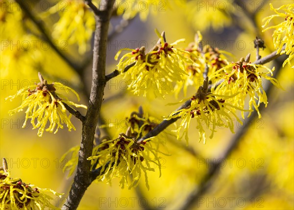 Witch-hazel