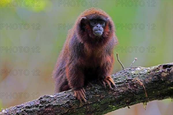 Red spring monkey